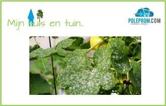 Plantenziekten